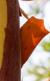 Fragility -Marin County, California - August - 2015