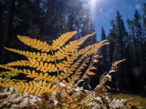 Fern California - October, 2015