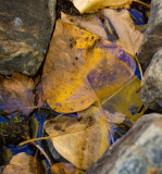 Waiting for Winter California - October, 2015