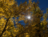 Sun Star California - October, 2015