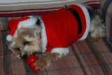 Reggie Christmas 2012 B.jpg