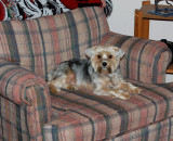 Reggie Relaxing 1.jpg