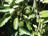 DSCN4672.JPG