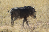 DSC_3197A.jpg