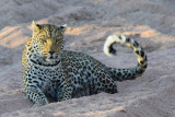 DSC_3269A.jpg