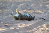 DSC_3272.JPG