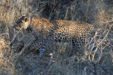 DSC_3295A.jpg