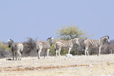 DSC_3375A.jpg