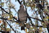 DSC_3401A.jpg