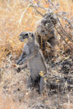 DSC_3403A.jpg