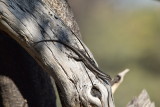 DSC_3533.JPG