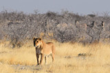 DSC_3590A.jpg