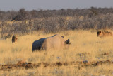 DSC_3644A.jpg