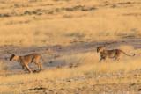 DSC_3660A.jpg