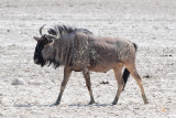 DSC_3839A.jpg