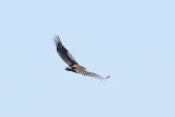 DSC_3856A.jpg