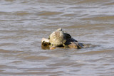 DSC_3925A.jpg
