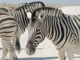 DSCN7198.JPG