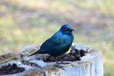 DSC_4041.JPG