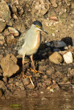 DSC_4097A.jpg