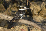 DSC_4122A.jpg