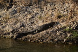 DSC_4129.JPG