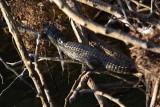 DSC_4132.JPG