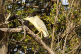 DSC_4145A.jpg