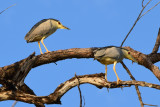 DSC_4155A.jpg