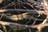 DSC_4161.JPG