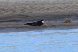 DSC_4285A.jpg