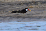 DSC_4290A.jpg