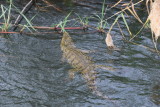 DSC_4296.JPG