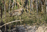 DSC_4303A.jpg