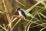 DSC_4343A.jpg