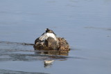 DSC_4392.JPG