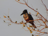 DSCN7470A.jpg