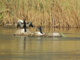 DSCN7503A.jpg