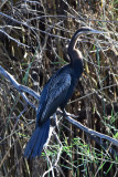 DSC_4417A.jpg