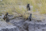 DSC_4495A.jpg