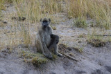 DSC_4498A.jpg