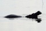 DSC_4633A.jpg