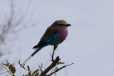 DSC_4643A.jpg