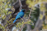 DSC_4650A.jpg