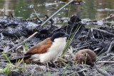 DSC_4654A.jpg