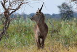 DSC_4661A.jpg