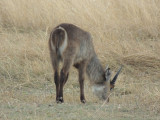 DSCN7602A.jpg