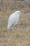 DSCN7603A.jpg