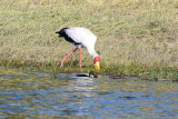 DSC_4763A.jpg
