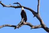 DSC_4812A.jpg